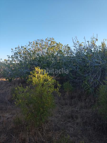 Foto 59a95c14-c292-4ec0-a450-05446b151fab. Finca rústica a Roche Conil de la Frontera