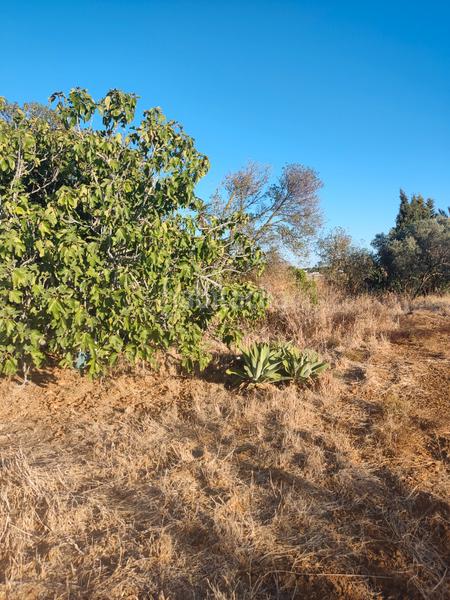 Foto 69c6dff6-2341-4242-bc57-b7cc904a7522. Finca rústica a Roche Conil de la Frontera