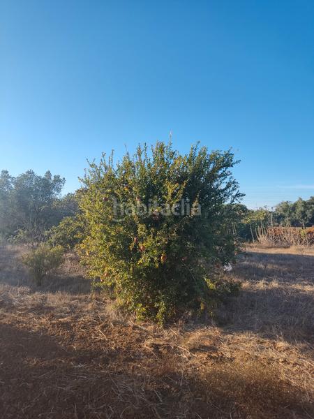 Foto 84ec7ffe-33ab-480f-81c6-207db37b69c1. Finca rústica a Roche Conil de la Frontera