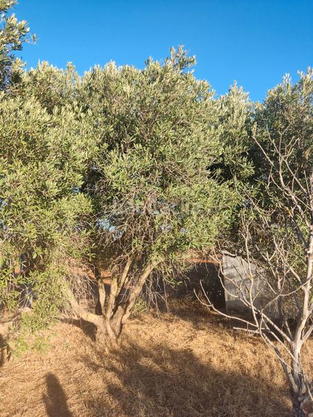 Foto 936cd3d0-cfc8-493b-8755-871bc566d820. Finca rústica a Roche Conil de la Frontera