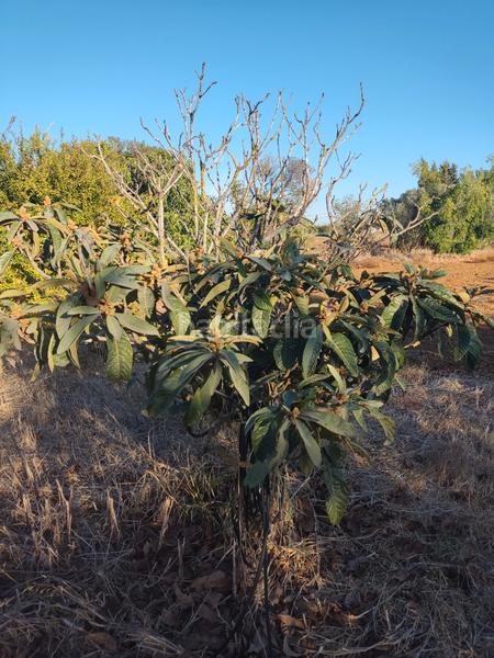 Foto cf523ef0-4b44-4024-a32e-e101130ed44e. Finca rústica a Roche Conil de la Frontera