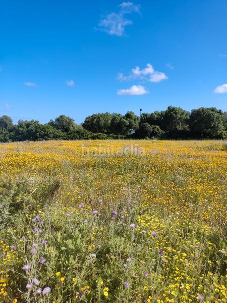 Foto 0ece9604-a03b-43b3-ad8d-16dc28d5242e. Rural plot in Algodonales