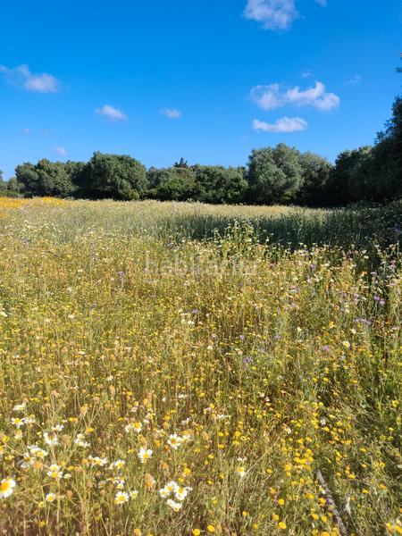 Foto 15883064-e0e0-482f-a41b-10071477281a. Rural plot in Algodonales