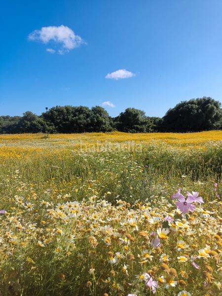 Foto 63d39d0e-915a-4a97-8945-3669ed294f66. Rural plot in Algodonales