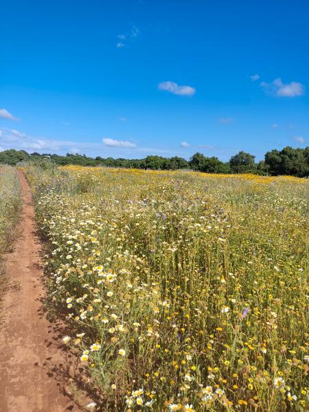 Foto 9606a693-f026-4eb3-a543-c98727959c2f. Rural plot in Algodonales