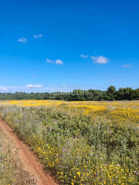 Foto a0686fe6-d249-4c82-909c-94cf05894844. Rural plot in Algodonales