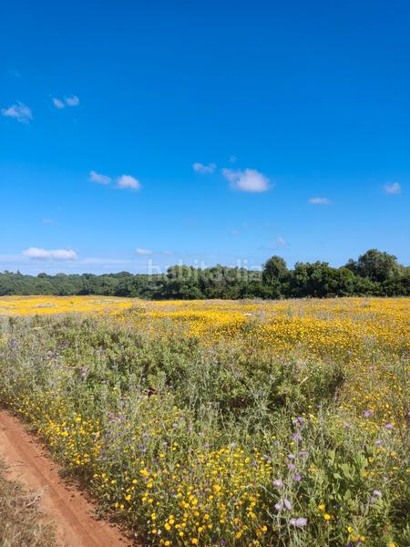 Foto b275f328-ac6a-4c15-9736-cbbe768c69cd. Rural plot in Algodonales