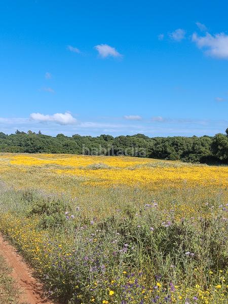 Foto b6562e6e-add7-4eb8-aaaf-fea4a0aad605. Rural plot in Algodonales