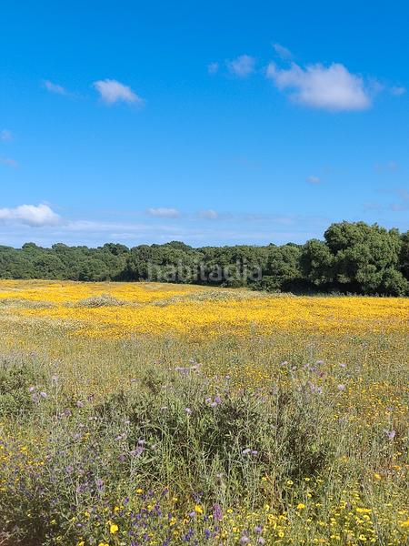 Foto baf4ab9b-5f70-4dd4-95a0-db0642d9d57a. Rural plot in Algodonales