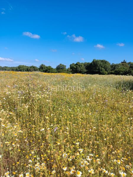 Foto d4853bcf-0af3-4d43-9843-db6e71432fe6. Rural plot in Algodonales