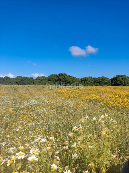 Foto ebea70f7-0e9c-4f40-9a76-734e9e71e541. Rural plot in Algodonales