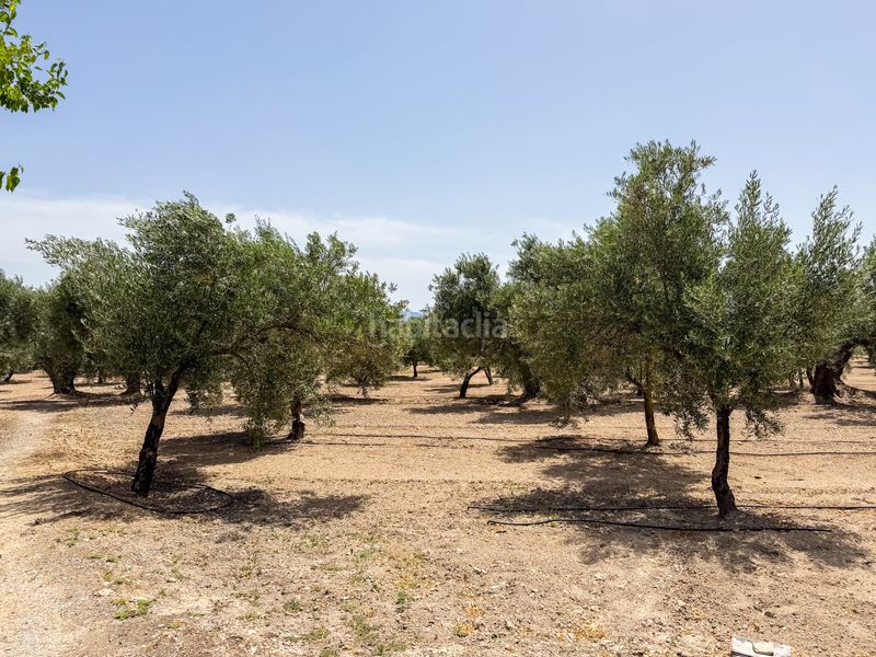 Foto 4a34416f-5c04-489e-ba24-1f53d0910f6e. Finca rústica a Cortes de Baza