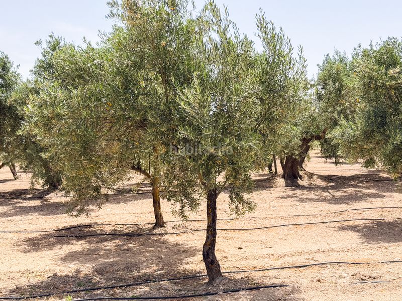 Foto a9ff9847-80db-4dbe-a1ce-03567b7c85a6. Finca rústica a Cortes de Baza