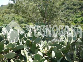 Finca rstica en Vega de San Mateo. Terrenos en venta en arucas