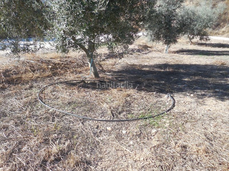 Foto 0df6446c-e355-409d-8497-cce64ce59d6f. Finca rústica a Moraleda de Zafayona