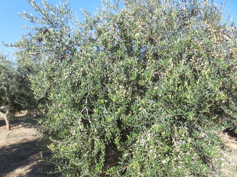 Foto 20c5fa34-bb72-472a-ac33-0840f3532a7c. Finca rústica a Moraleda de Zafayona