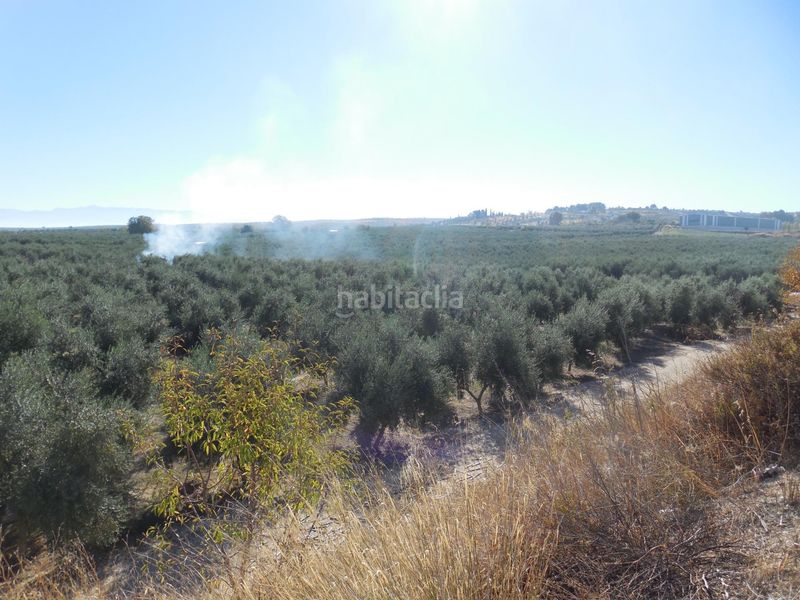 Foto 3ad89abf-f749-4df7-a775-ed77b6646f60. Finca rústica a Moraleda de Zafayona