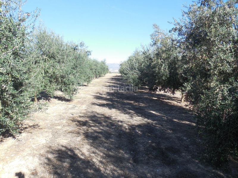 Foto 5828c140-4c0a-4f15-bb3a-791bc1fede72. Finca rústica a Moraleda de Zafayona