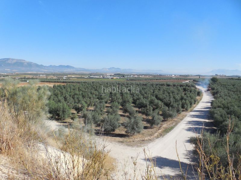 Foto 5ccea1e0-74d9-4958-9ce1-824ee1b328cb. Finca rústica a Moraleda de Zafayona