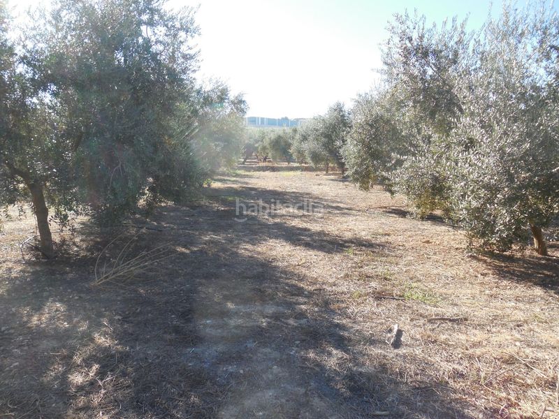 Foto 64611b65-feba-4d19-8dc0-5ed2d697a817. Finca rústica a Moraleda de Zafayona