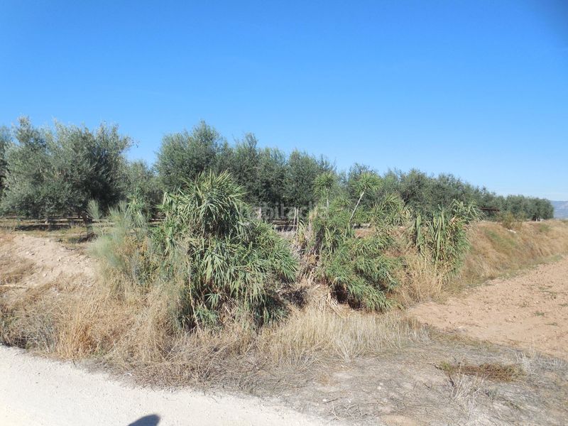 Foto 64a3487c-5c2e-4fad-9efd-f1f1eeed0399. Finca rústica a Moraleda de Zafayona