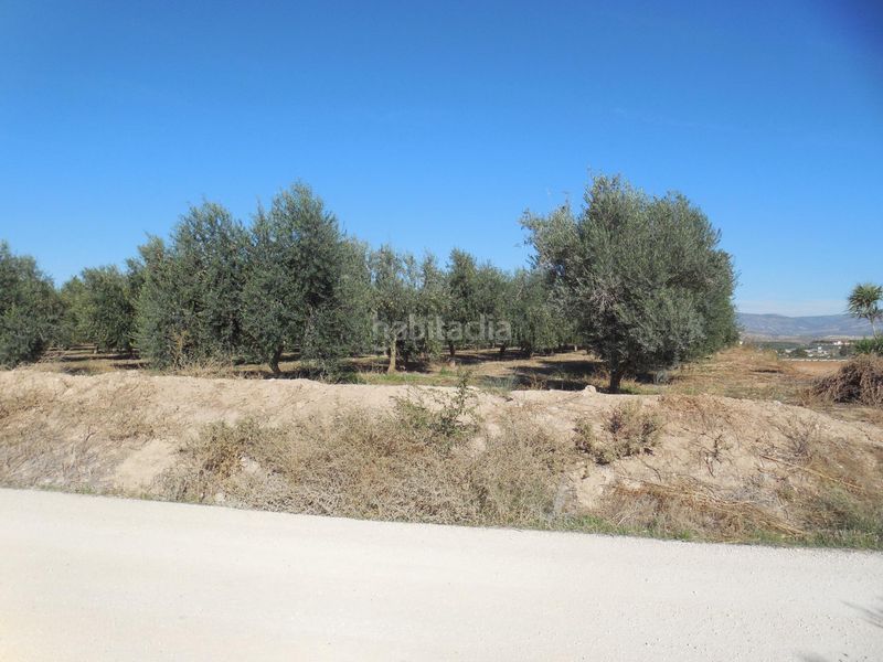 Foto 73383430-f723-452c-bab0-c654b62b91d3. Finca rústica a Moraleda de Zafayona