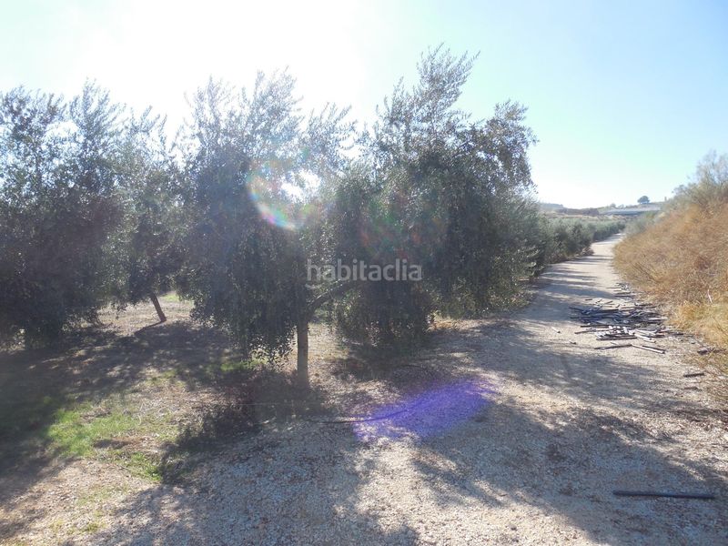 Foto 7862b009-3236-42be-9ef1-378c107231a0. Finca rústica a Moraleda de Zafayona