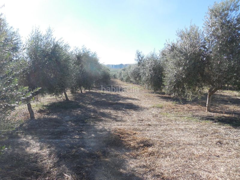 Foto 96d9db27-d7a2-419e-9a46-621e3e483db9. Finca rústica a Moraleda de Zafayona