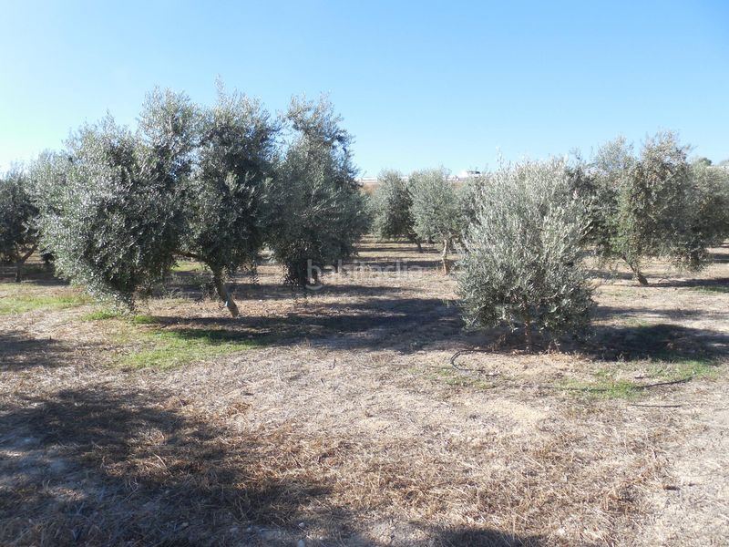 Foto 9e5de8e8-e8b5-4213-84ce-ae76f17e4dd1. Finca rústica a Moraleda de Zafayona