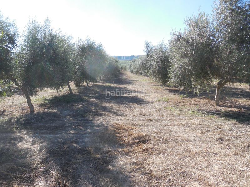 Foto a160bbf9-4ca3-4e65-bb48-f238ca640368. Finca rústica a Moraleda de Zafayona