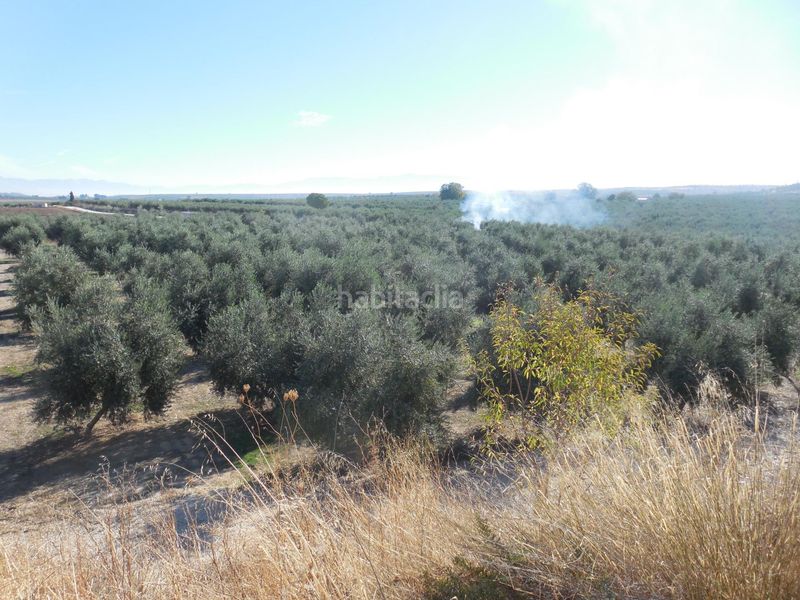 Foto ad53ea59-dbaf-4aca-8e3c-16f86f752280. Finca rústica a Moraleda de Zafayona