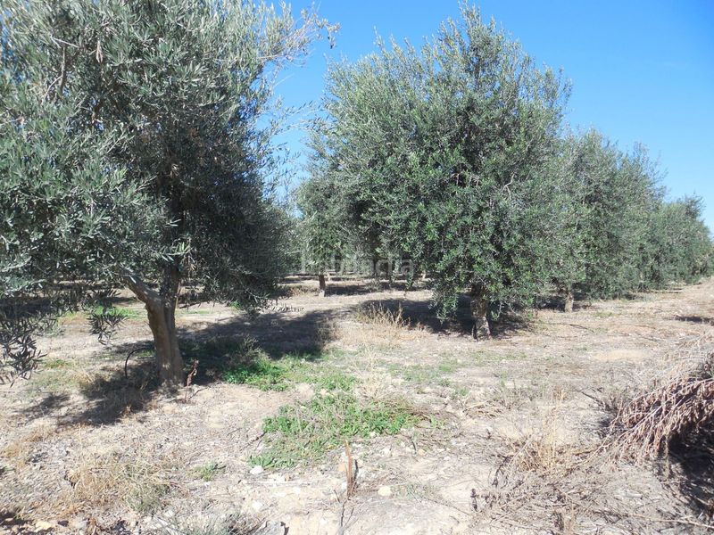 Foto b30b6605-ce5c-4f1a-b85a-9b2fbff0867d. Finca rústica a Moraleda de Zafayona