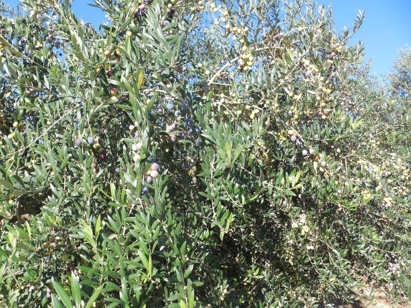 Foto c9a6897c-24b4-4205-a2ad-19d2574c01cb. Finca rústica a Moraleda de Zafayona