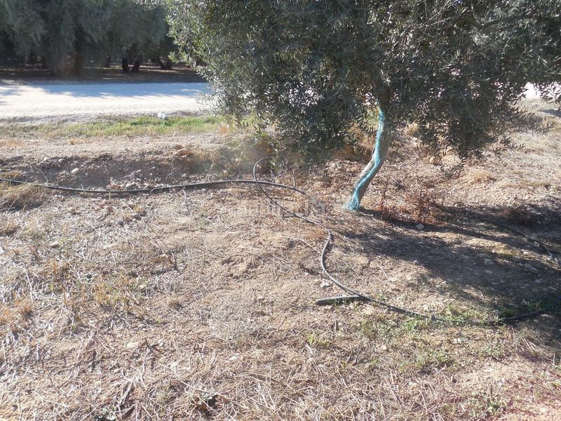 Foto cb9a2153-2469-4e9f-a8f1-5ba6a03a1624. Finca rústica a Moraleda de Zafayona