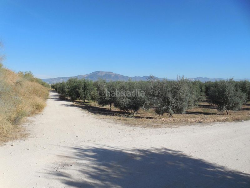 Foto d0452e2b-167e-4ca2-9842-b0eb2c7a3168. Finca rústica a Moraleda de Zafayona