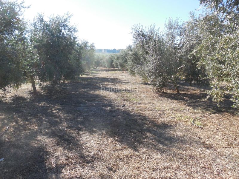 Foto d8744b74-bb54-4edb-9215-3aa063e76425. Finca rústica a Moraleda de Zafayona