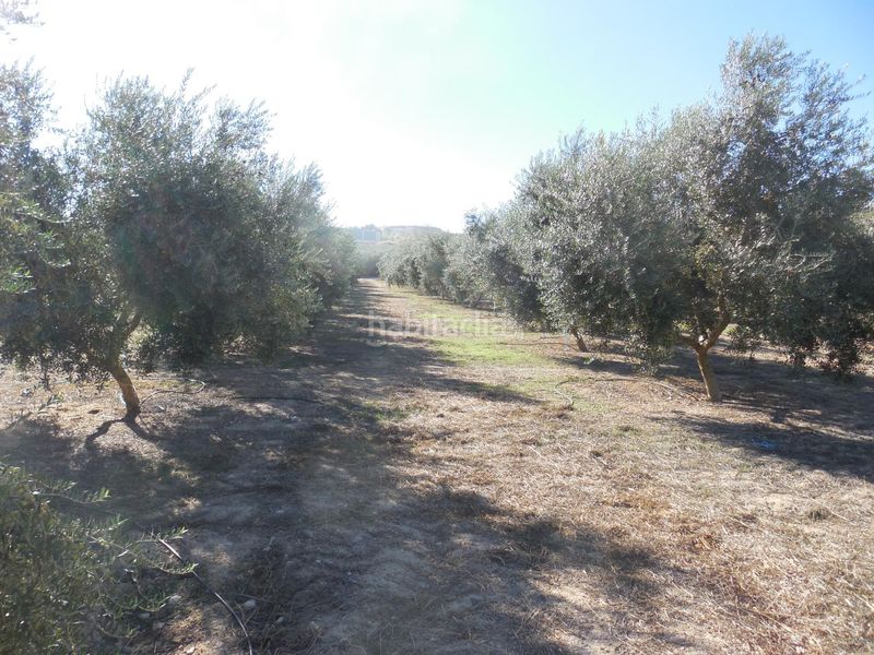 Foto e6fe9798-4ff3-427b-a17a-0ddc265bf157. Finca rústica a Moraleda de Zafayona