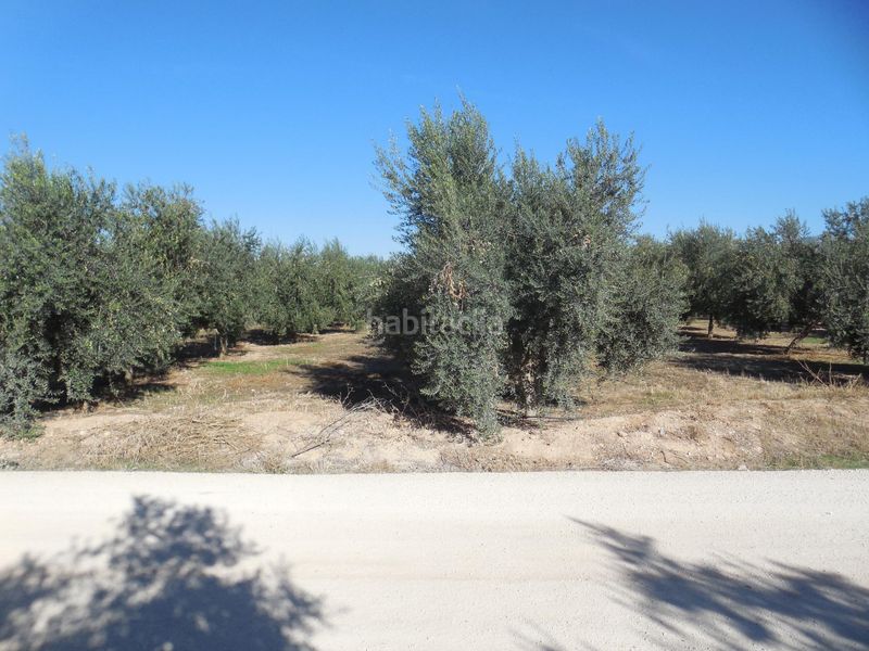 Foto eaca43a8-fc57-41b2-8348-8140a7cba520. Finca rústica a Moraleda de Zafayona