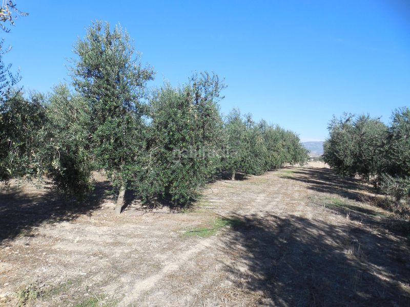 Foto f5f1b4a4-6631-43b3-b787-4d902826d446. Finca rústica a Moraleda de Zafayona