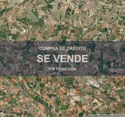 Pis a La Palma