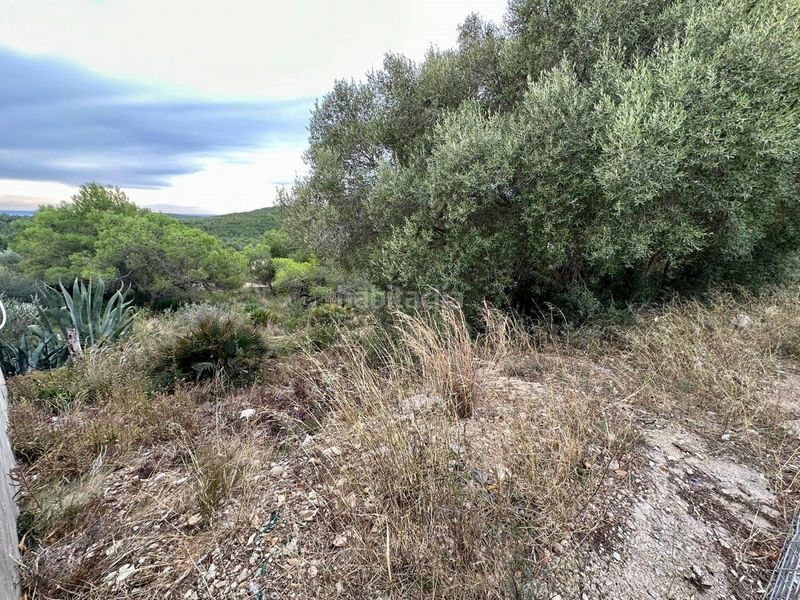 Foto b459a030-1687-4b6c-9804-7d72a853a342. Finca rústica a Nou Vendrell Vendrell (El)