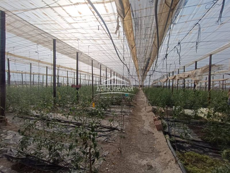 Foto 970bad42-3543-4134-abf5-cc6e1c30da6d. Finca rústica a Motril ciudad Motril