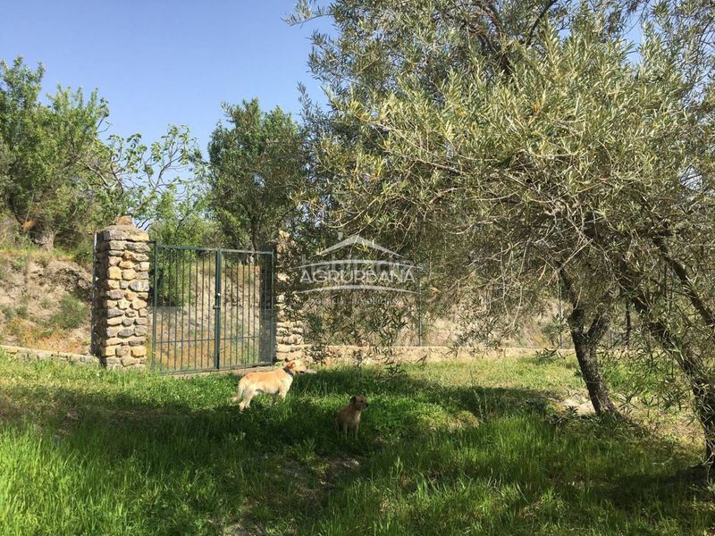 Foto c8751f83-5c8e-4ea6-9ee2-d77dd1e6c368. Finca rústica a Órgiva