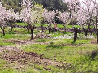 Finca rústica  2. En venta finca rústica en el termino municipal del albi