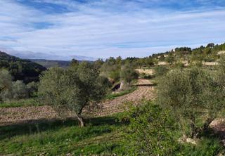 Finca rústica a Cervià de les Garrigues. Bonita finca rústica con olivos y almendros
