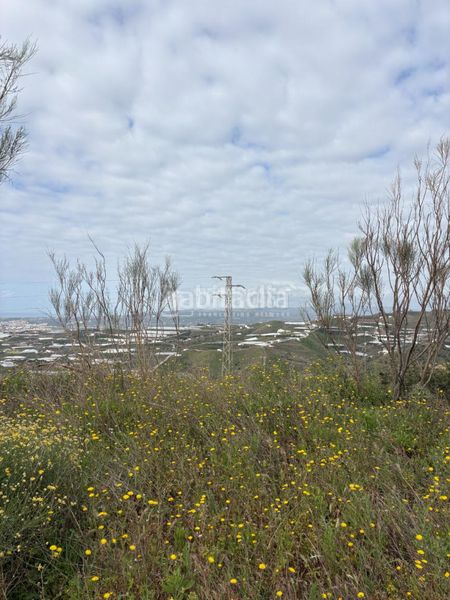 Foto 96512122-b1ee-4709-87eb-fafb31e3adde. Finca rústica a Algarrobo pueblo Algarrobo