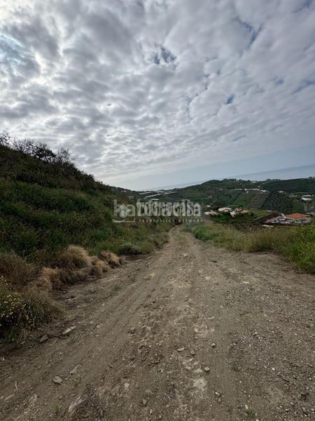 Foto cd6be051-49c3-4155-a99f-4945d9ea4c9d. Finca rústica a Algarrobo pueblo Algarrobo