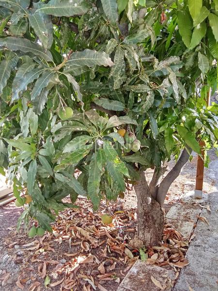 Foto 58a55485-d9bd-4345-a954-22435ae6b118. Casa a schiera in Armeñime - Las Moraditas - Las Cancelas Adeje