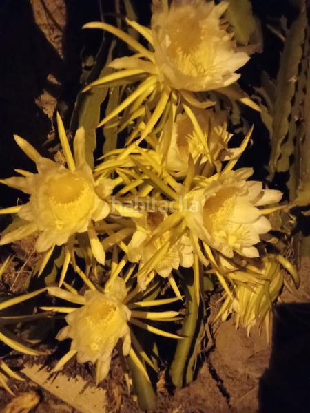 Foto 6b092f3a-1f7e-4662-9dd1-4ad42b1d9db9. Maison jumelée dans Armeñime - Las Moraditas - Las Cancelas Adeje