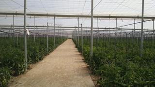 Finca rstica en San Isidro - Campohermoso. Se venden 11 has. de terreno